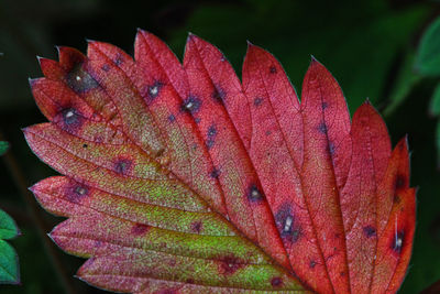 Close-up of multi colored flower