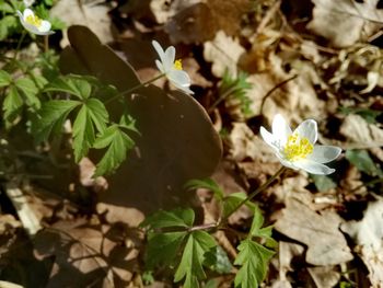 Close-up of white flowering plant