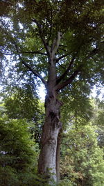 Low angle view of trees in forest