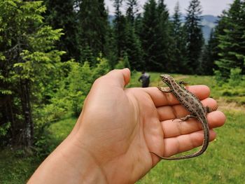 Cropped hand of man holding lizard at forest
