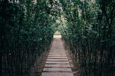 Boardwalk amidst trees