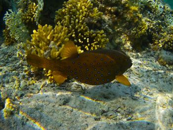 Close-up of fish swimming in sea