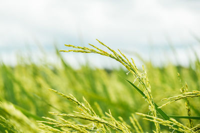 Close-up of wheat growing on field against sky