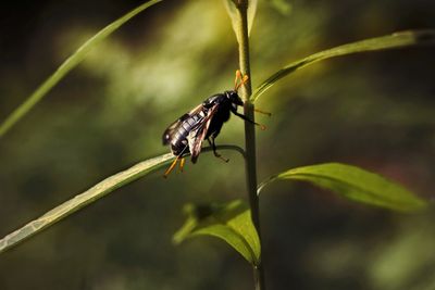 Close-up of insect on leaf