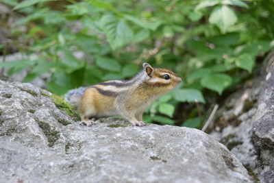Chipmunk  on rock