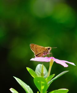 Close-up of butterfly pollinating on flower