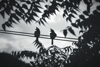 Low angle view of bird perching on tree against sky