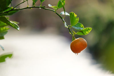 Close-up of lemon growing on tree