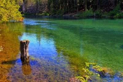 Scenic view of lake in forest against sky