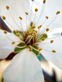 Close-up of white flowering plant