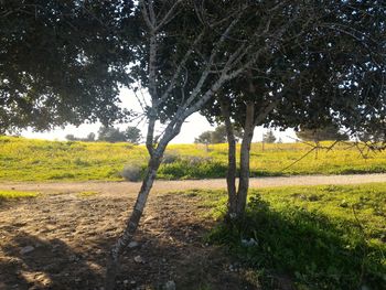 Trees on field