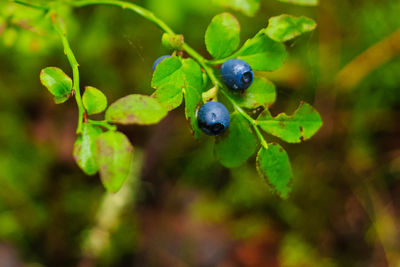 Close-up of plant