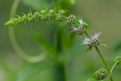 Close up of flowers on a common mint plant