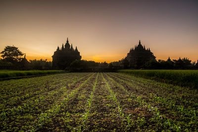 Scenic view of agricultural field against sky during sunset