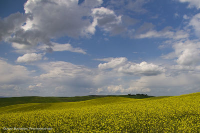 Scenic view of field against sky