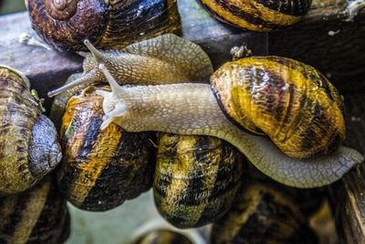 Close-up of snail