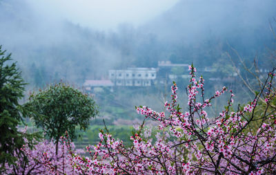 View of cherry blossom tree in foggy weather