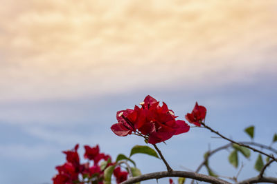 Close-up of red rose against sky