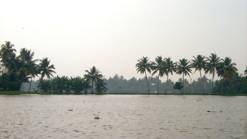 Scenic view of beach and palm trees against clear sky