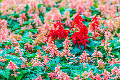 Close-up of red flowering plants