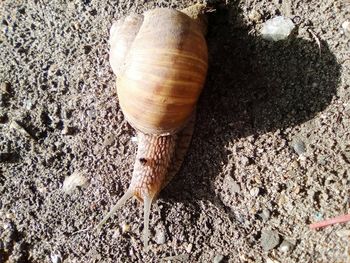 High angle view of snail on sand