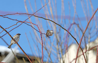 Low angle view of birds perching on bare tree