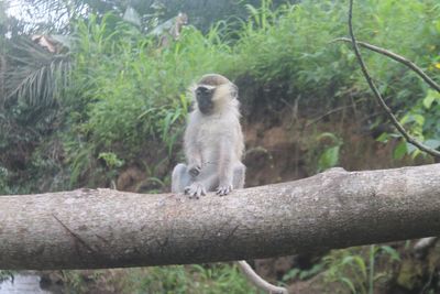 Monkey sitting on tree in forest
