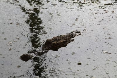 High angle view of bird on puddle