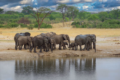 Elephants drinking water