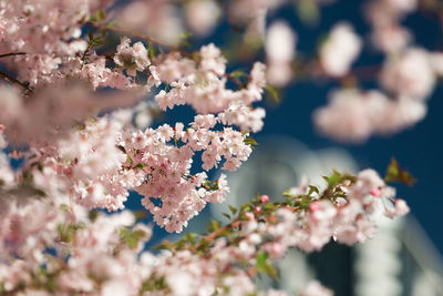 Close-up of cherry blossoms