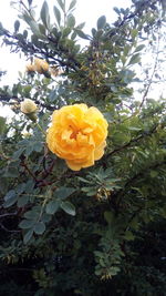 Close-up of yellow flowering plant