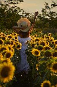 View of yellow flowering plants on field