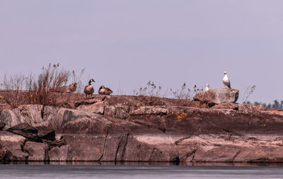 Seagulls perching on a rock