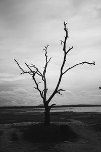 Bare tree on beach against sky