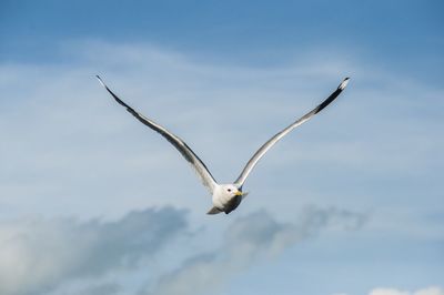 Low angle view of seagull flying