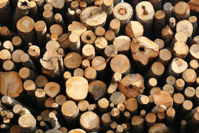 Full frame shot of logs in forest