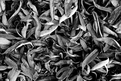 Full frame shot of dried leaves on field