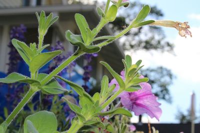 Close-up of plant