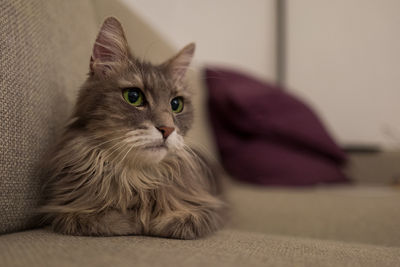 Close-up of cat sitting on sofa at home