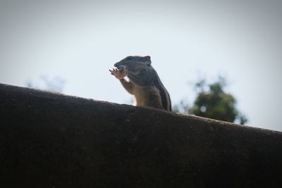 Low angle view of an animal