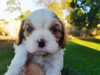 Close-up portrait of puppy