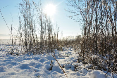 Bare trees on snow covered field against sky