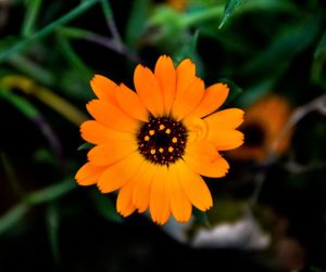 Close-up of yellow flower blooming outdoors