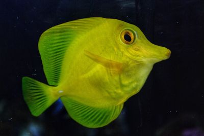 Close-up of fish swimming in sea