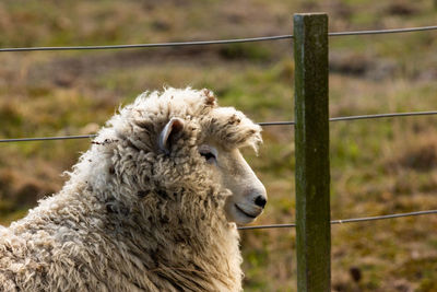 Close-up of sheep on fence