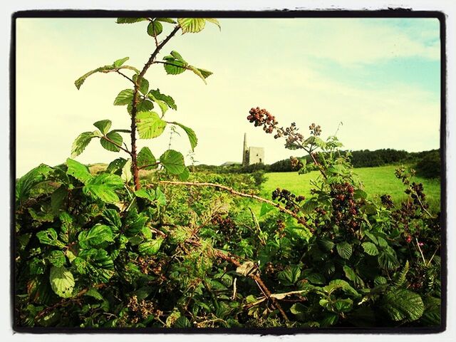 TREES GROWING ON FIELD