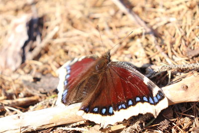 Close-up of butterfly on field