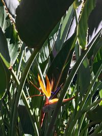 Close-up of flowers blooming outdoors