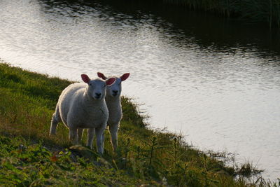 Portrait of sheep standing in lake