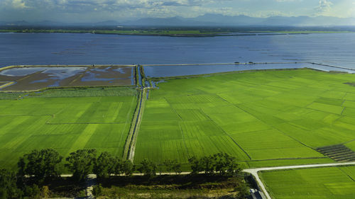 High angle view of agricultural field